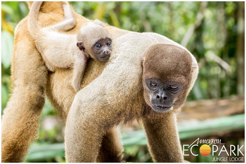 Amazon Ecopark Jungle Lodge มาเนาส์ ภายนอก รูปภาพ